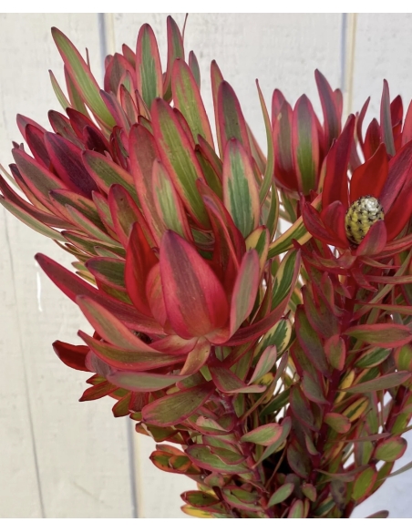 Fresh Leucadendron Safari Sunset Stems | Wholesale Foliage