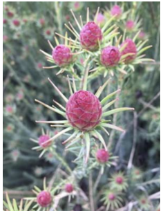 Fresh Leucadendron Jubilee Crown (10 Stem Bunch) | Wholesale Foliage