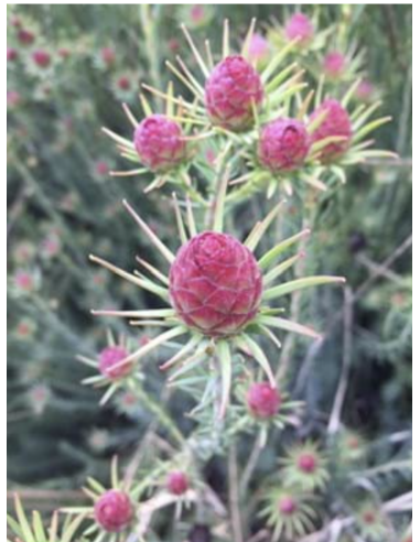 Fresh Leucadendron Jubilee Crown (10 Stem Bunch) | Wholesale Foliage