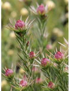 Fresh Leucadendron Jubilee Crown (10 Stem Bunch) | Wholesale Foliage 2