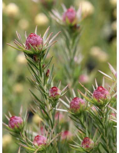Fresh Leucadendron Jubilee Crown (10 Stem Bunch) | Wholesale Foliage