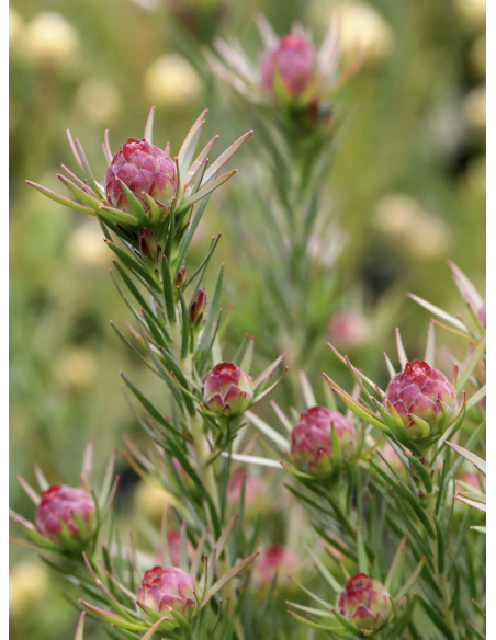 Fresh Leucadendron Jubilee Crown (10 Stem Bunch) | Wholesale Foliage