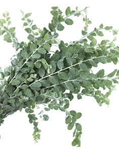 Fresh Acacia Pearl Foliage | Wholesale Specialty Greenery 2