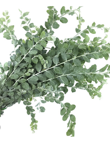 Fresh Acacia Pearl Foliage | Wholesale Specialty Greenery