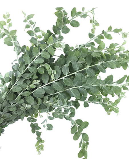 Fresh Acacia Pearl Foliage | Wholesale Specialty Greenery