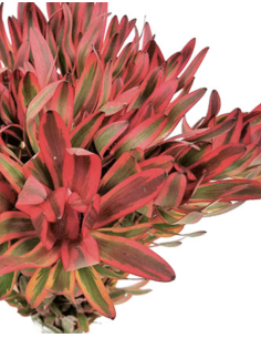 Fresh Red Jester Leucadendron Stems | Wholesale Foliage