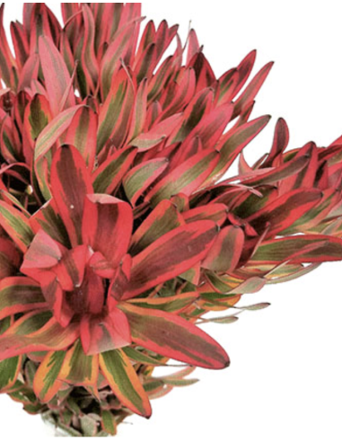 Fresh Red Jester Leucadendron Stems | Wholesale Foliage