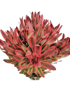 Fresh Red Jester Leucadendron Stems | Wholesale Foliage 2