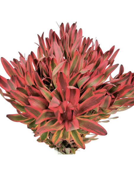 Fresh Red Jester Leucadendron Stems | Wholesale Foliage