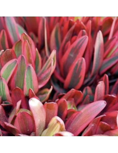 Fresh Red Jester Leucadendron Stems | Wholesale Foliage