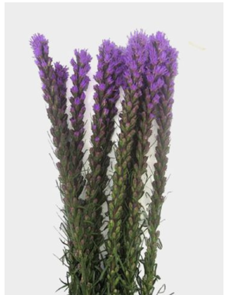 Fresh Purple Liatris Stems (10 Stem Bunch) | Wholesale Line Flowers