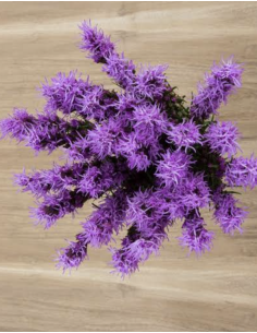 Fresh Purple Liatris Stems (10 Stem Bunch) | Wholesale Line Flowers 2