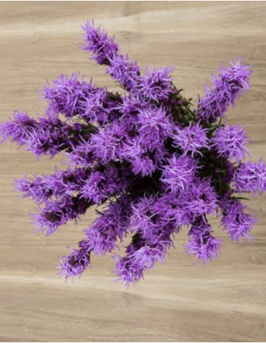 Fresh Purple Liatris Stems (10 Stem Bunch) | Wholesale Line Flowers