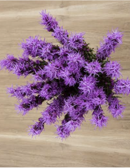 Fresh Purple Liatris Stems (10 Stem Bunch) | Wholesale Line Flowers