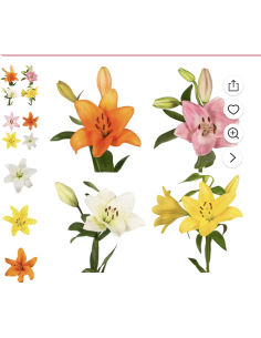 Fresh LA Hybrid Lily Stems (10 Stem Bunch) | Wholesale Flowers