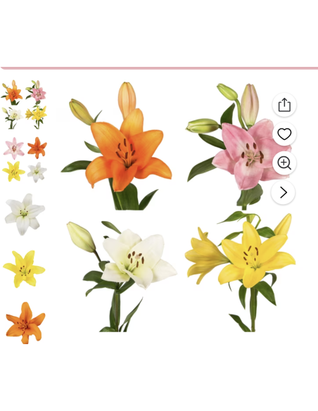 Fresh LA Hybrid Lily Stems (10 Stem Bunch) | Wholesale Flowers