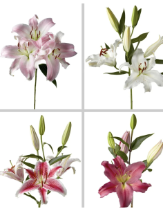 Fresh White & Pink Oriental Lily Stems | Wholesale Flowers