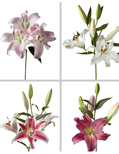 Fresh White & Pink Oriental Lily Stems | Wholesale Flowers