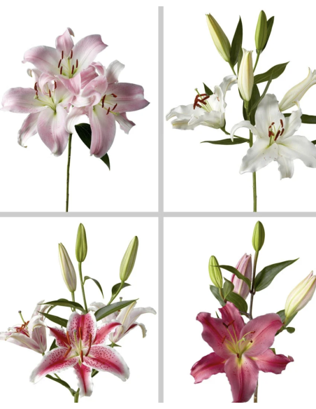 Fresh White & Pink Oriental Lily Stems | Wholesale Flowers