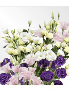 Fresh Assorted Lisianthus (7 Stem Bunch) | Wholesale Flowers