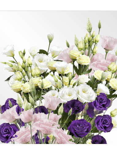 Fresh Assorted Lisianthus (7 Stem Bunch) | Wholesale Flowers