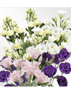 Fresh Assorted Lisianthus (7 Stem Bunch) | Wholesale Flowers 2