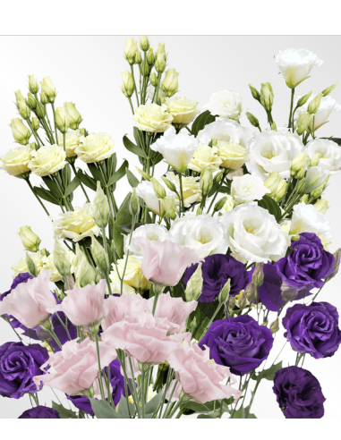 Fresh Assorted Lisianthus (7 Stem Bunch) | Wholesale Flowers