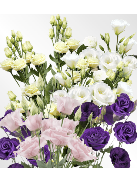 Fresh Assorted Lisianthus (7 Stem Bunch) | Wholesale Flowers