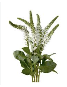 Fresh Lysimachia Stems (Grower's Bunch) | Wholesale Flowers