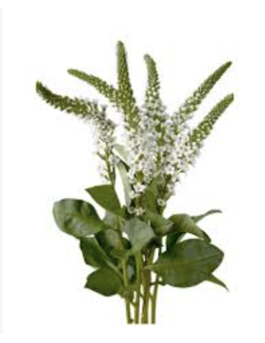 Fresh Lysimachia Stems (Grower's Bunch) | Wholesale Flowers